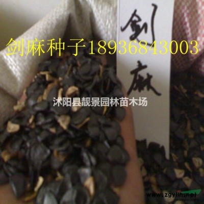 金叶女贞一平方多少棵？产地在哪里？