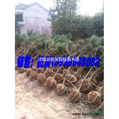 铺地柏50公分多少钱一棵，铺地柏哪里有卖？铺地柏哪里*便宜？