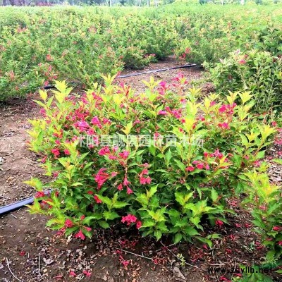 黄刺玫球多少钱一棵，黄刺玫60公分高哪里有，黄刺玫相关介绍