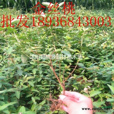 葱兰现在多少钱一棵，葱兰产地在哪里，购买葱兰可以快递发货