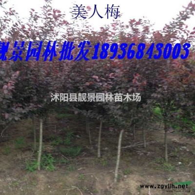 日本矮麦冬多少钱一平方，日本矮麦冬一斤多少棵，日本矮麦冬无土