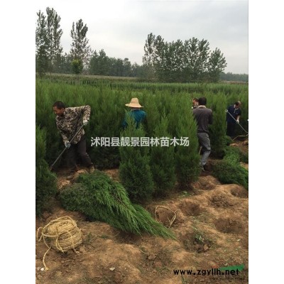 藤本月季价格下跌了，藤本月季种植时期到了，藤本月季可快递发货