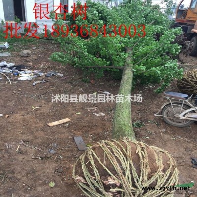 江苏桂花树基地，桂花10公分价格，桂花树苗圃直销，量大优惠