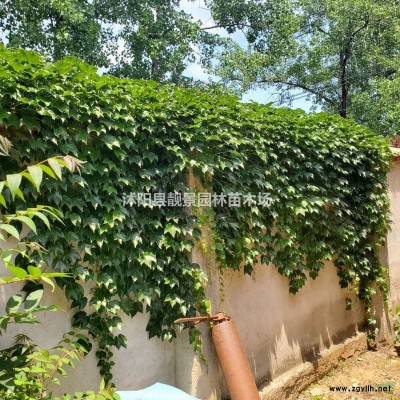 四季海棠苗价格，贴梗海棠报价，苗圃直销海棠