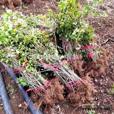 构树小苗价格 构树苗繁殖方法简介 苗圃直销构树