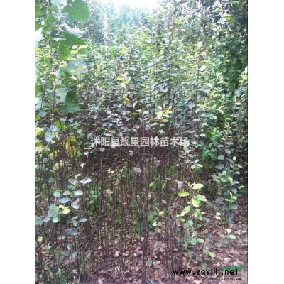 水蜡扦插苗价格 籽播水蜡苗行情 水蜡苗货源量大供应