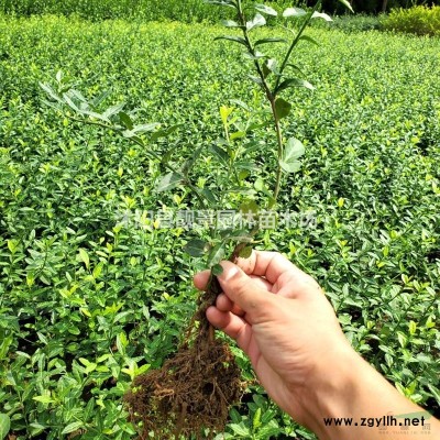 玉龙草一平方几斤，玉龙草繁殖方法介绍 玉龙草快递发货