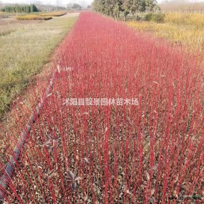 迎春花苗价格 迎春种植方法及简介 苗圃直销迎春苗