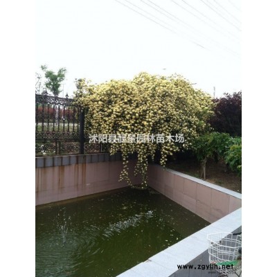 金丝桃价格 金丝桃种植方法及简介 金丝桃图片