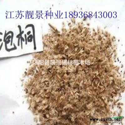 三角梅价格 三角梅种植技术及简介 苗圃直销三角梅苗