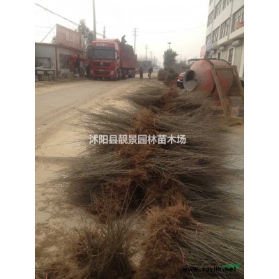 江苏金叶水腊价格  黄叶水腊30-60公分高 适应西北地区