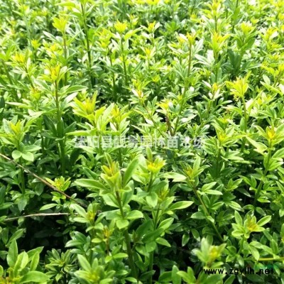 江苏木槿3公分价格，优质木槿基地图片，红花木槿工程苗，