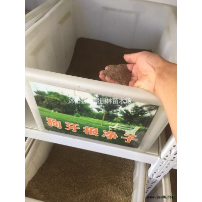 法桐价格，法桐苗