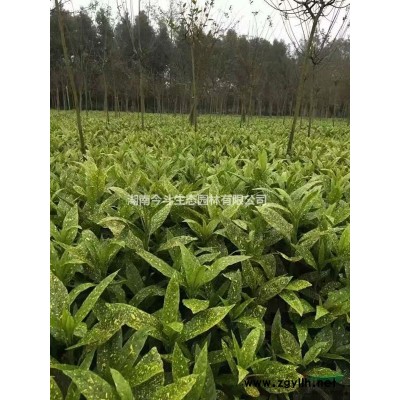 油茶苗良种 今年长沙油茶苗良种价格 批发油茶苗良种