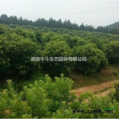 洒金珊瑚价格 优质洒金珊瑚报价 长沙洒金珊瑚