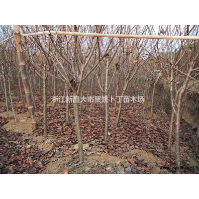 供应优质量15-20公分大红枫。100棵