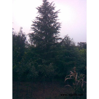 浙江地区供应金桂高度4米，冠3米50