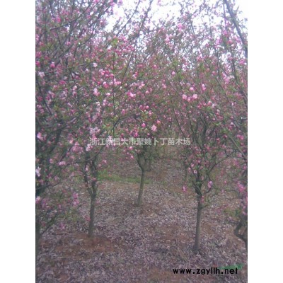 供应地径5公分垂丝海棠.价廉。货优