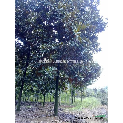 供应地径4公分晚樱，量大价廉！