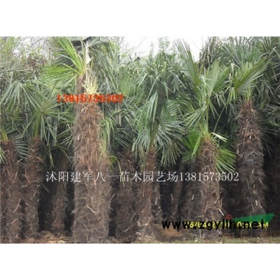 西府海棠*新价格/西府海棠苗报价