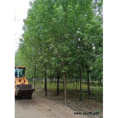 刺槐6—12公分  原生冠截干发冒