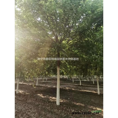 本基地有15公分精品白蜡 15公分速生白蜡 15公分精品速生