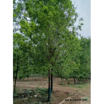 山东自产自销的白蜡基地 山东白蜡批发基地 山东速生白蜡批发价