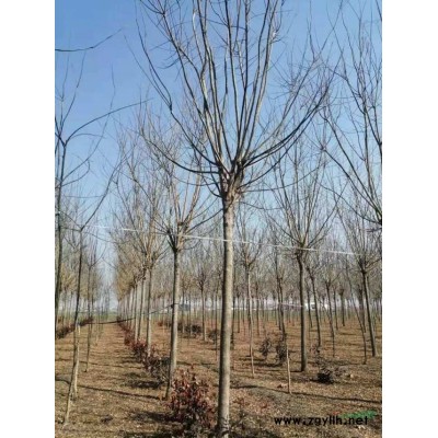 自家苗圃的国槐，精品国槐，速生国槐便宜批发 山东速生国槐价格..