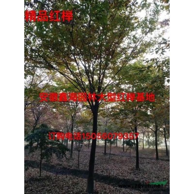 安徽地区供应40-150公分丛生乌桕