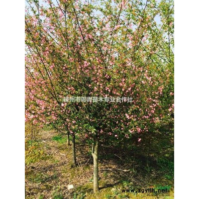 浙江紫玉兰2/紫玉兰2行情报价/浙江紫玉兰2图片展示