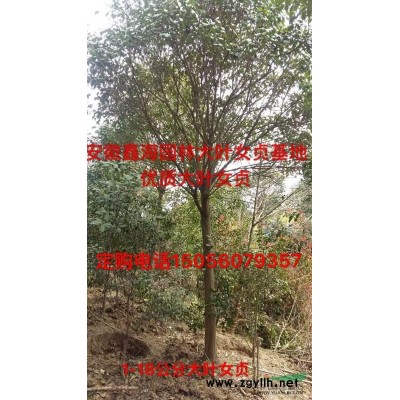 椤木石楠基地优质供应肥西椤木石楠大型基地
