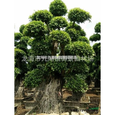 福建红皮榕价格 福建红榕报价 福建红皮榕基地