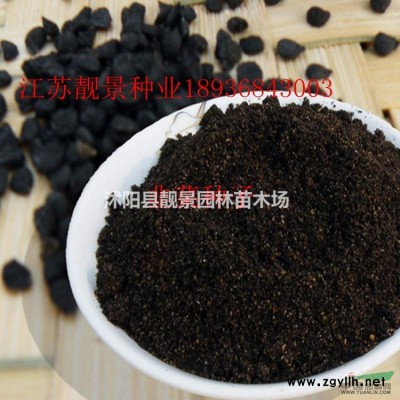 马蘭花草花基地 马兰苗一株多少钱