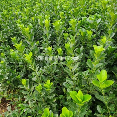 江苏蜀桧基地 蜀桧1.8米高多少钱