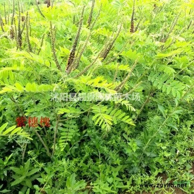 江苏金叶水腊产地 金叶水腊二年生一株多少钱