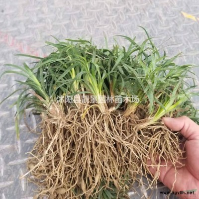 珍珠梅树苗 东北珍珠梅一株多少钱