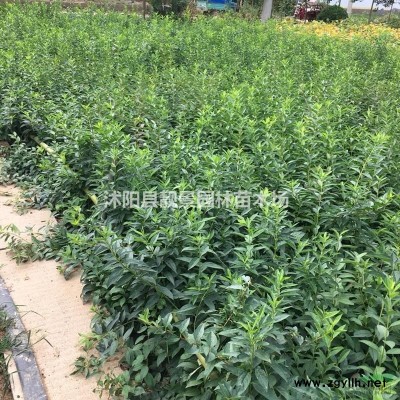 木香花树苗 木香1.5米长一株多少钱