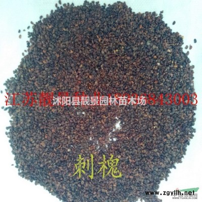 爬行卫矛/小叶扶芳藤 一株多少钱