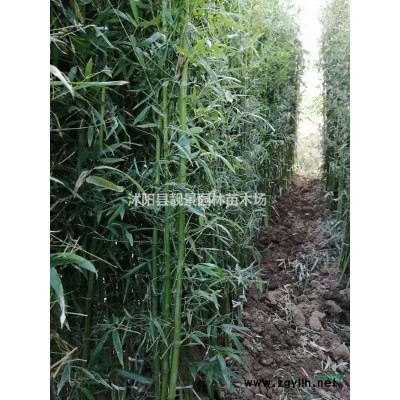 德国鸢尾小苗 鸢尾一株多少钱