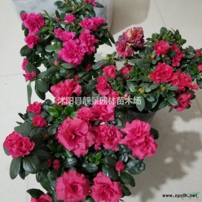 风车茉莉花盆栽苗 银丝茉莉60公分高围墙种植 爬藤植物