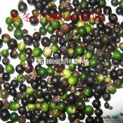 40公分 50公分 60公分 70公分高水蜡绿篱苗