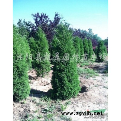 海棠树桩盆栽 冬红果海棠树桩盆景 海棠树苗批发