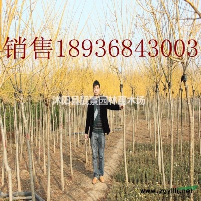 水腊价格/水腊产地/绿篱水腊图片/水腊种植介绍