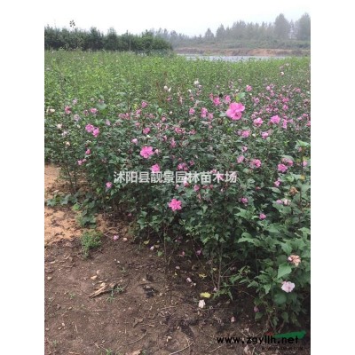 日本矮麦冬草跌价了，购买可以快递发货*