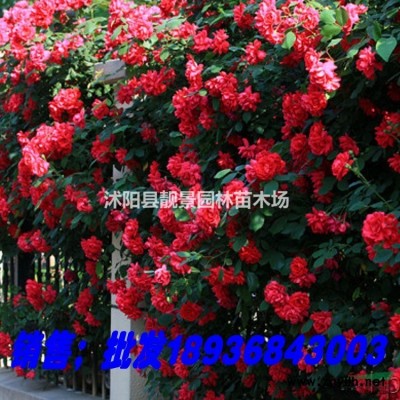 果岭草草坪供应 果岭草一平方多少钱