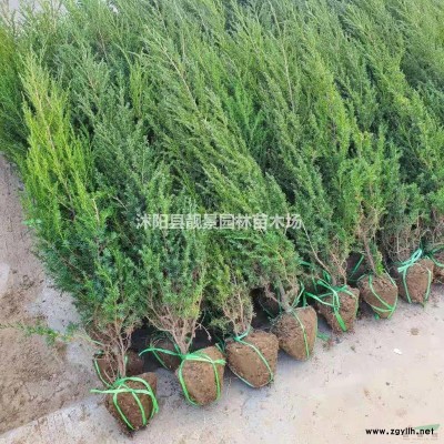 一年水腊绿篱苗 扦插金叶水腊3分支 紫叶水腊适应西北地区种植