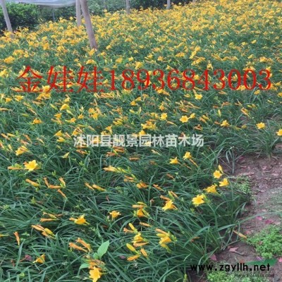 正宗 矮叶麦冬草秋季种植 日本矮麦冬现挖无土苗 量少快递发货