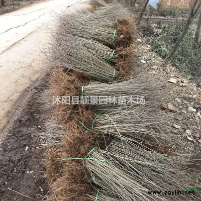 瓜子黄杨基地 瓜子黄杨50厘米高 瓜子黄杨100万棵库存