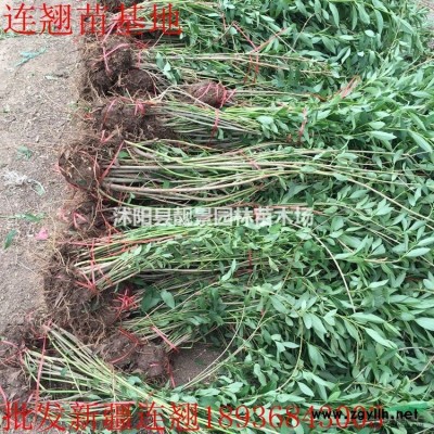 江苏树葡萄xin价格，树葡萄（嘉宝果）基地，树葡萄快递发货，