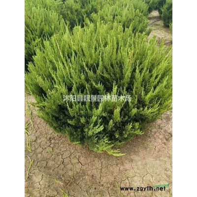 高杆女贞苗多少钱一棵，高杆女贞苗产地哪里，大叶女贞苗哪里有卖